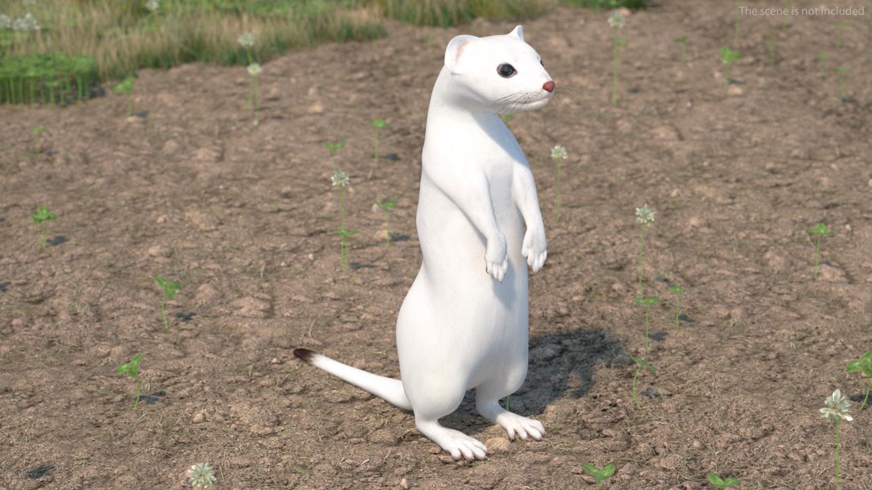 3D Standing White Ermine 2 model