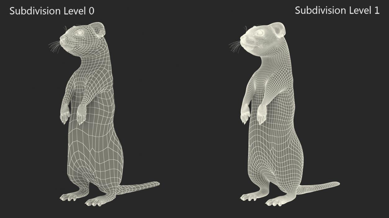 3D Standing White Ermine 2 model