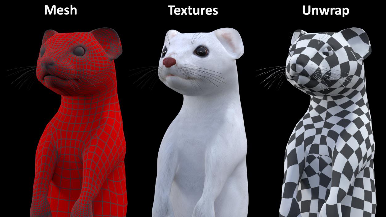 3D Standing White Ermine 2 model