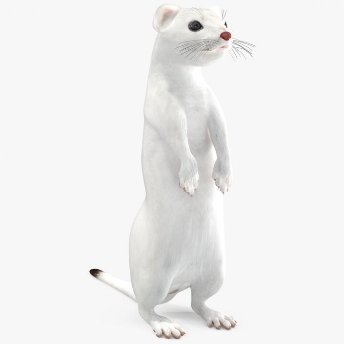 3D Standing White Ermine 2 model