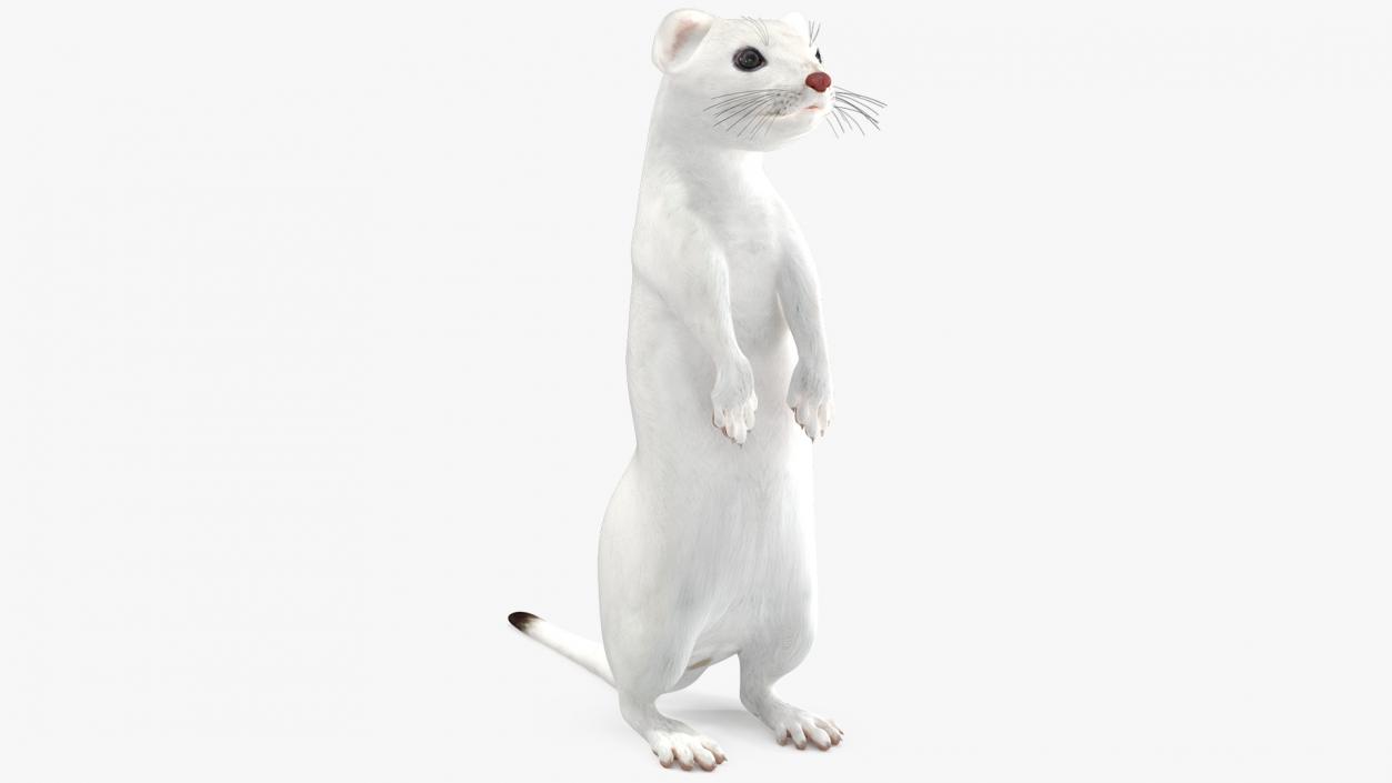 3D Standing White Ermine 2 model