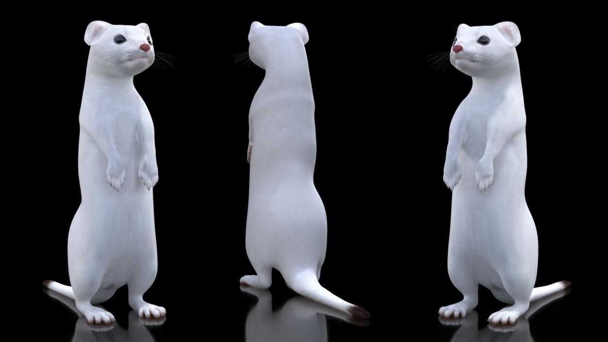 3D Standing White Ermine 2 model