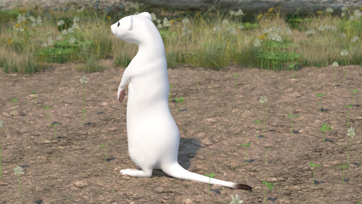 3D Standing White Ermine 2 model