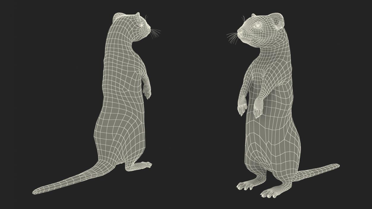 3D Standing White Ermine 2 model