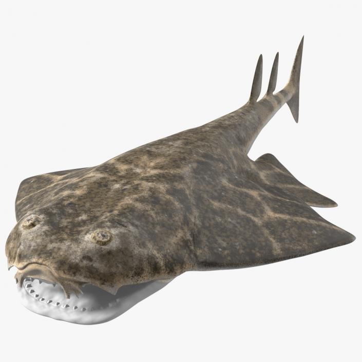 Angel Shark Rigged(1)(1) 3D model