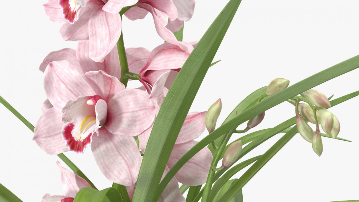 3D model Orchid Pot Pink