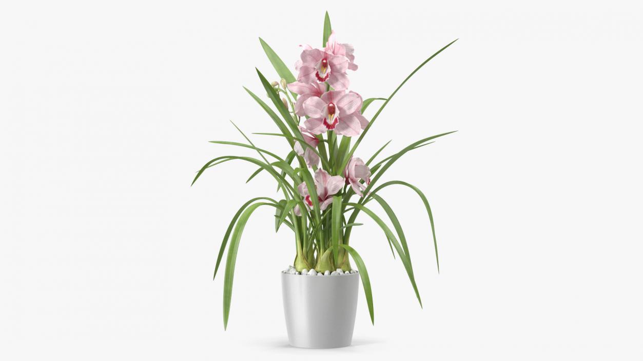 3D model Orchid Pot Pink