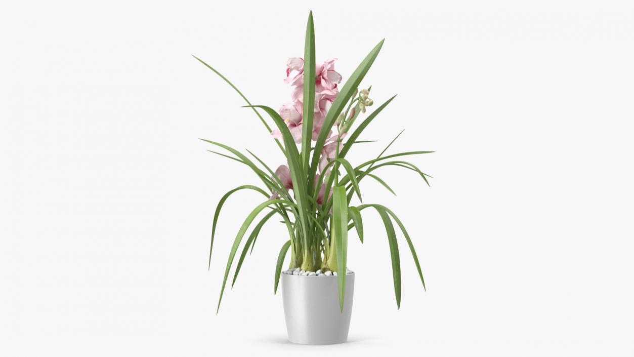 3D model Orchid Pot Pink