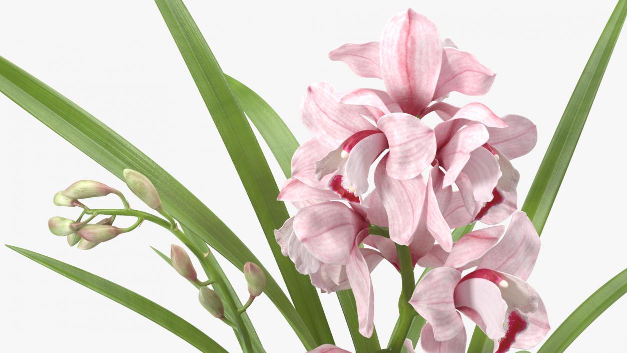 3D model Orchid Pot Pink