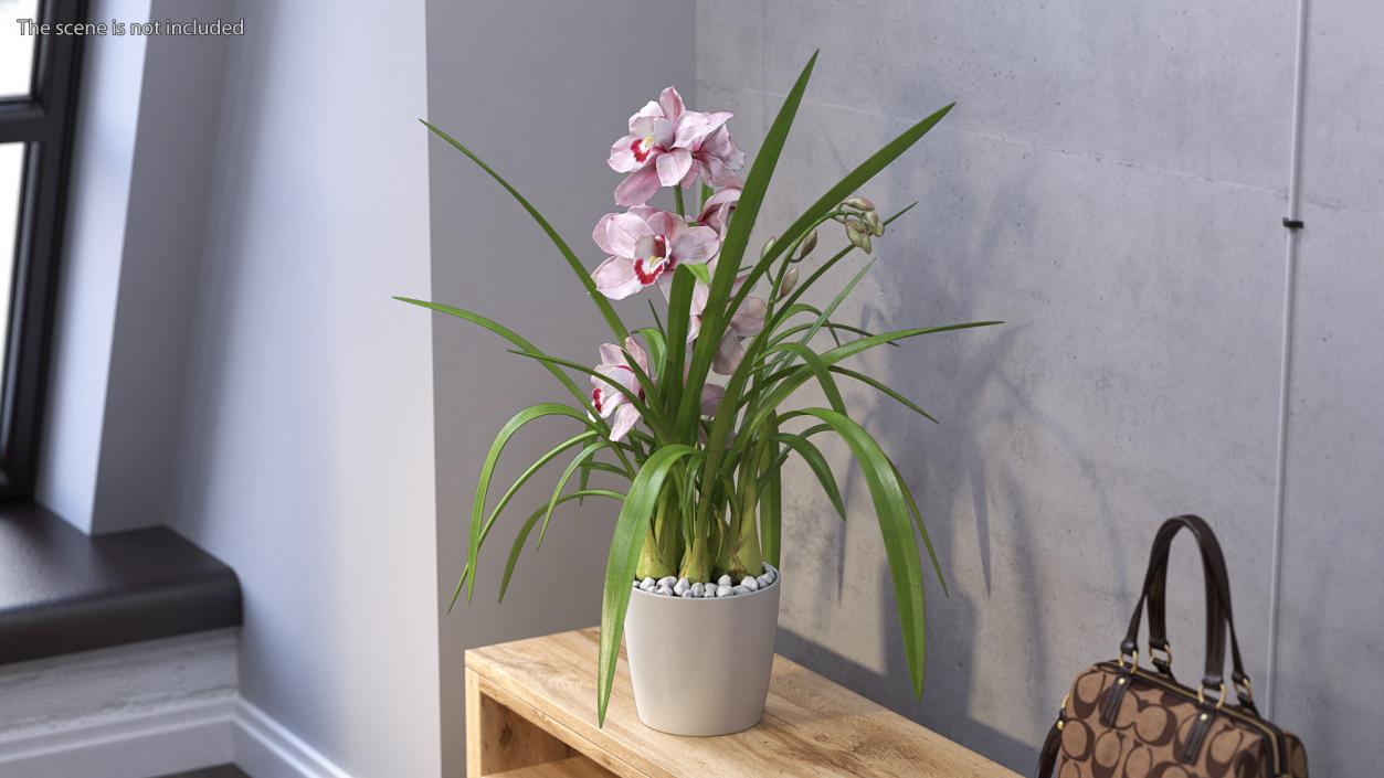 3D model Orchid Pot Pink