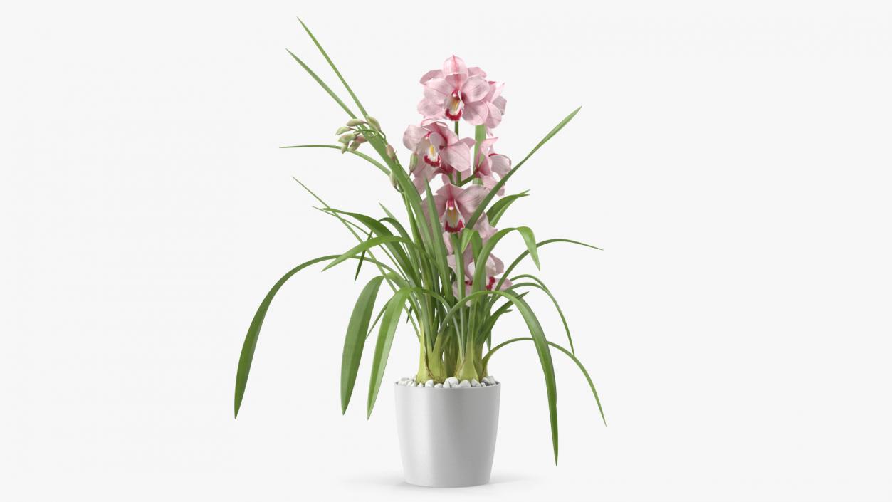 3D model Orchid Pot Pink