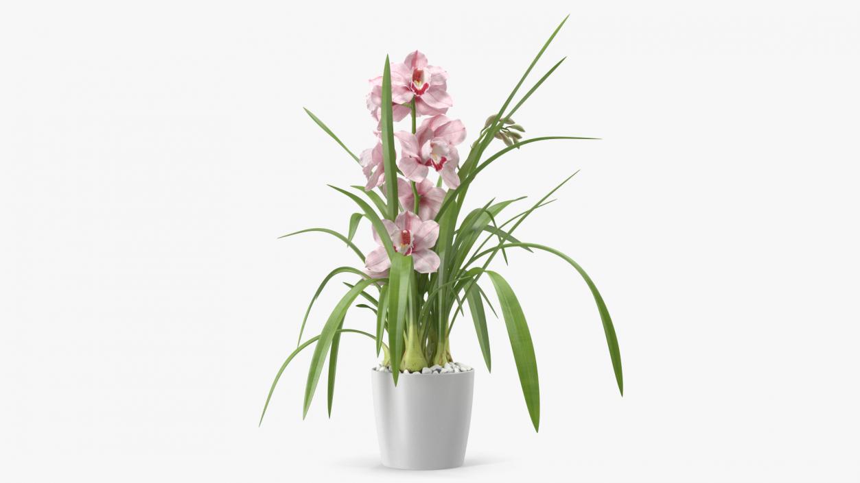 3D model Orchid Pot Pink