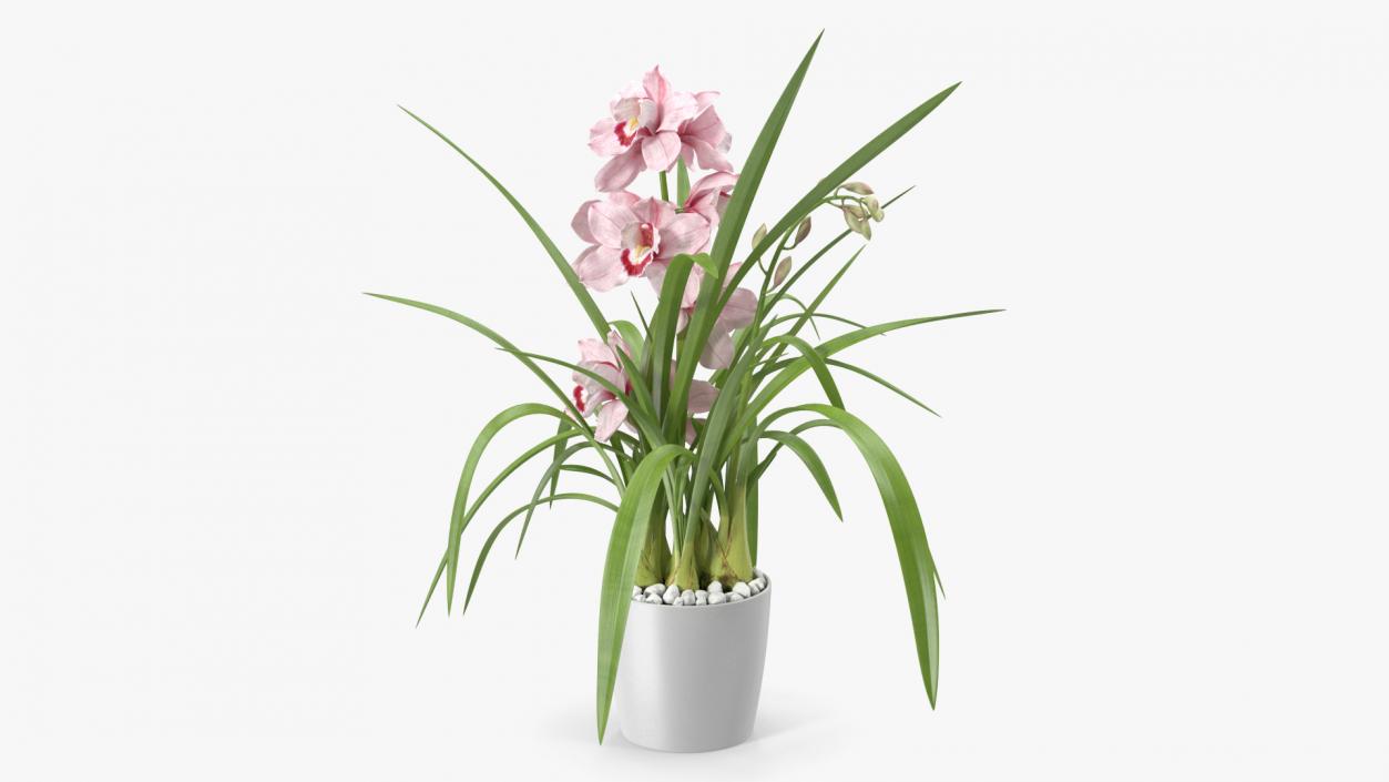 3D model Orchid Pot Pink