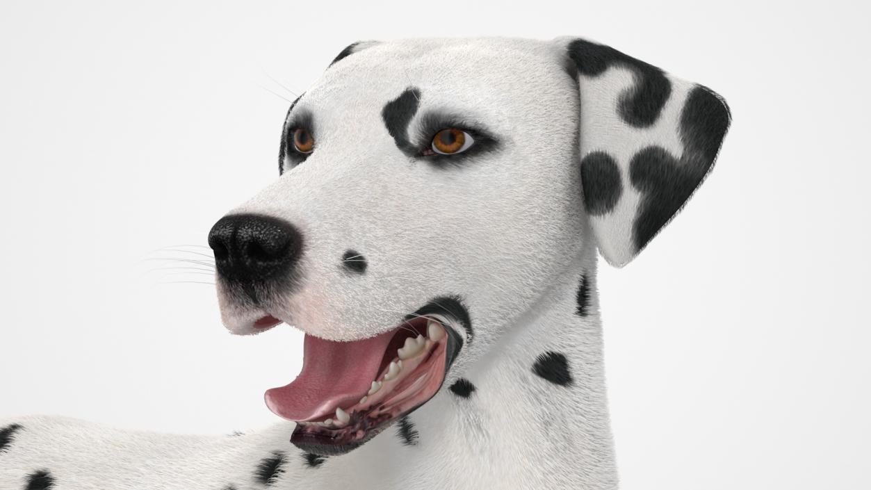 3D model Lying Dalmatian Dog Fur 2