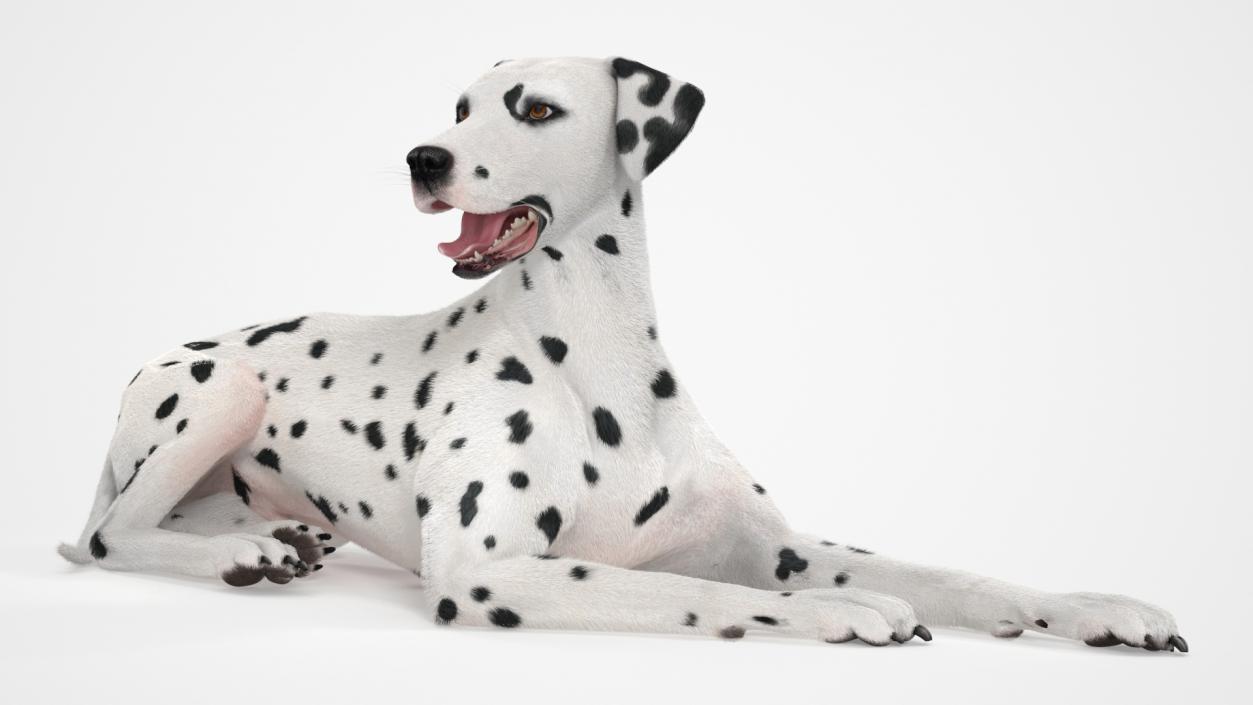 3D model Lying Dalmatian Dog Fur 2