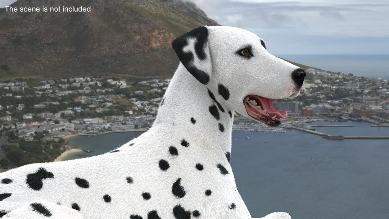 3D model Lying Dalmatian Dog Fur 2