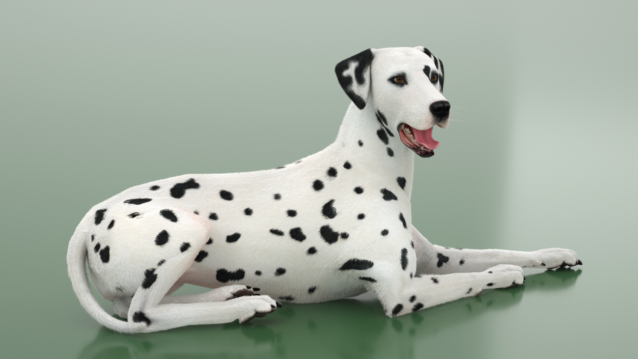 3D model Lying Dalmatian Dog Fur 2