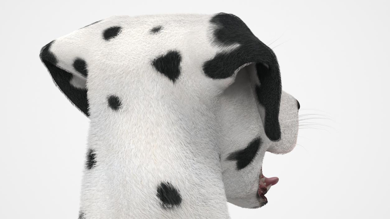 3D model Lying Dalmatian Dog Fur 2