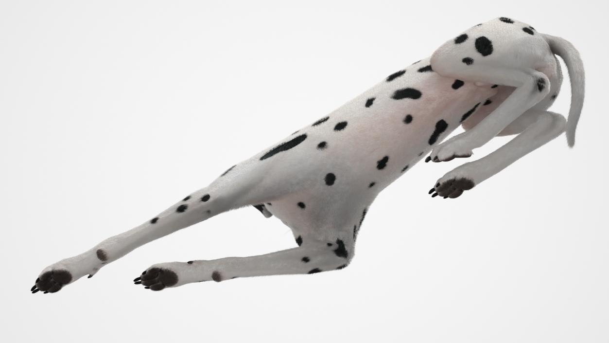 3D model Lying Dalmatian Dog Fur 2