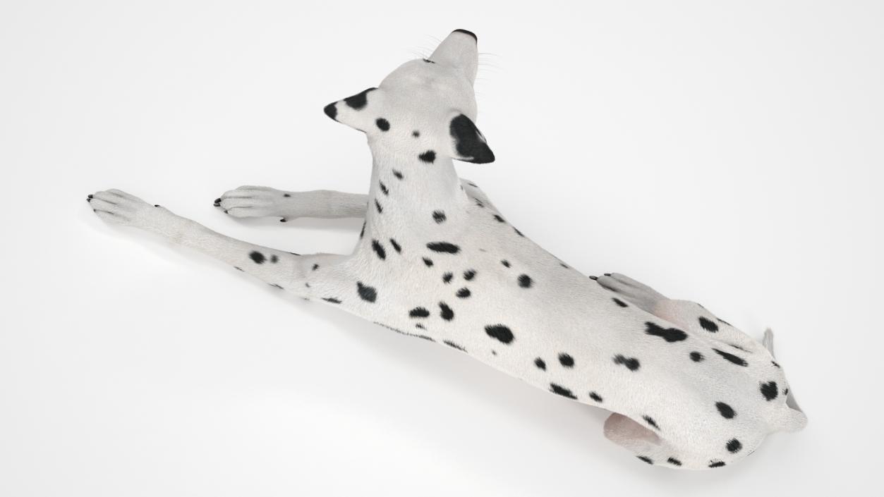 3D model Lying Dalmatian Dog Fur 2