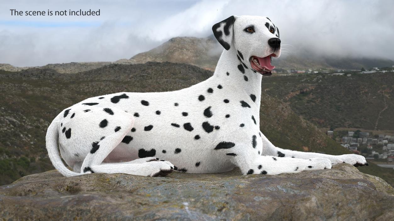 3D model Lying Dalmatian Dog Fur 2