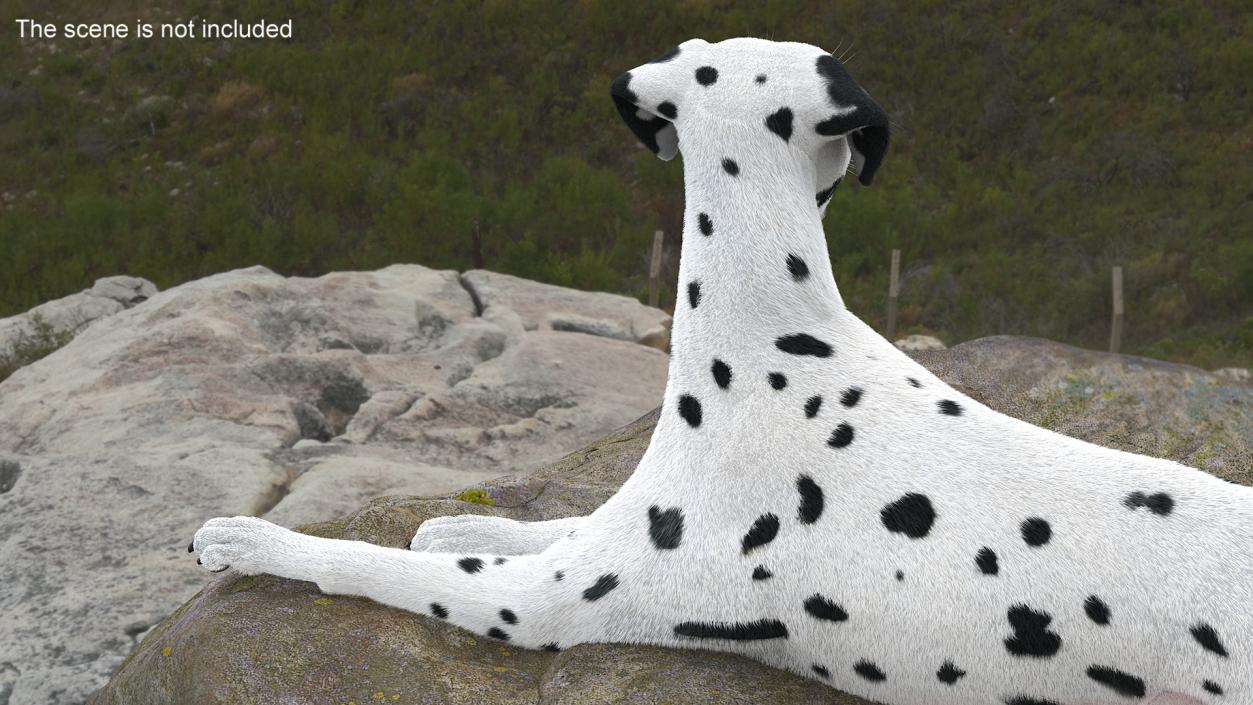 3D model Lying Dalmatian Dog Fur 2