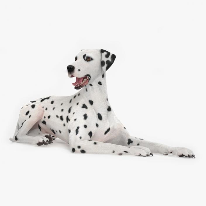 3D model Lying Dalmatian Dog Fur 2