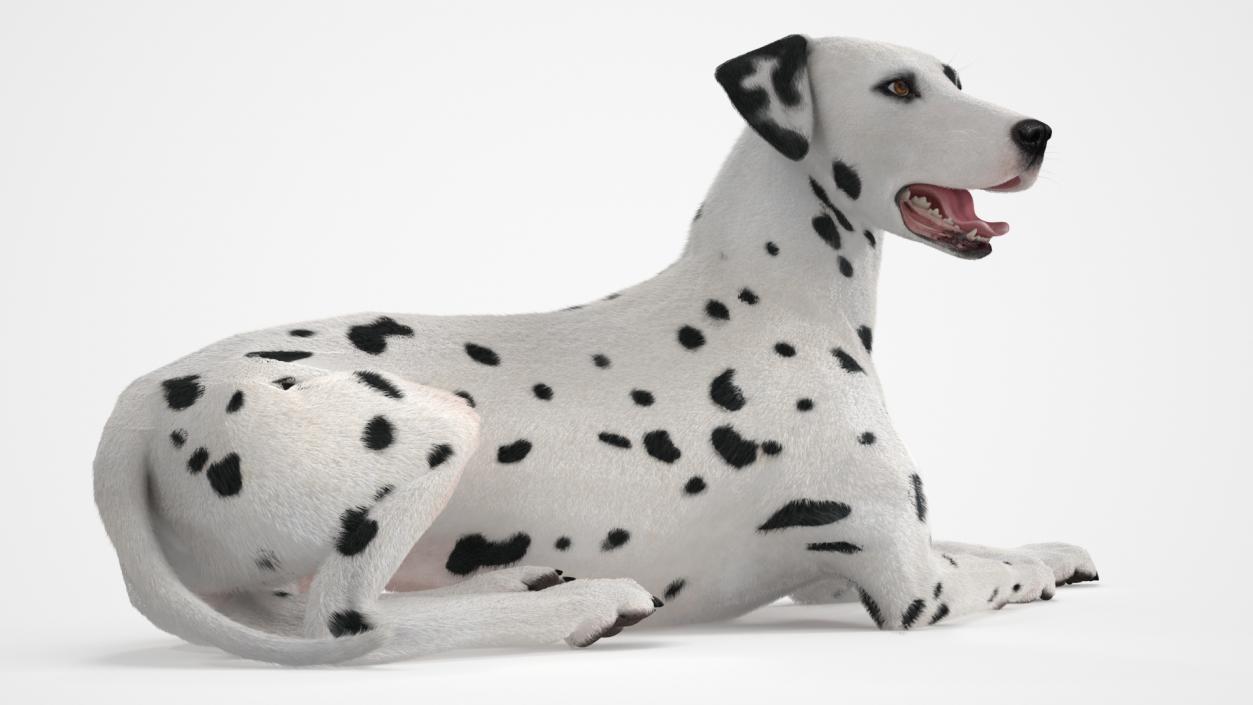 3D model Lying Dalmatian Dog Fur 2