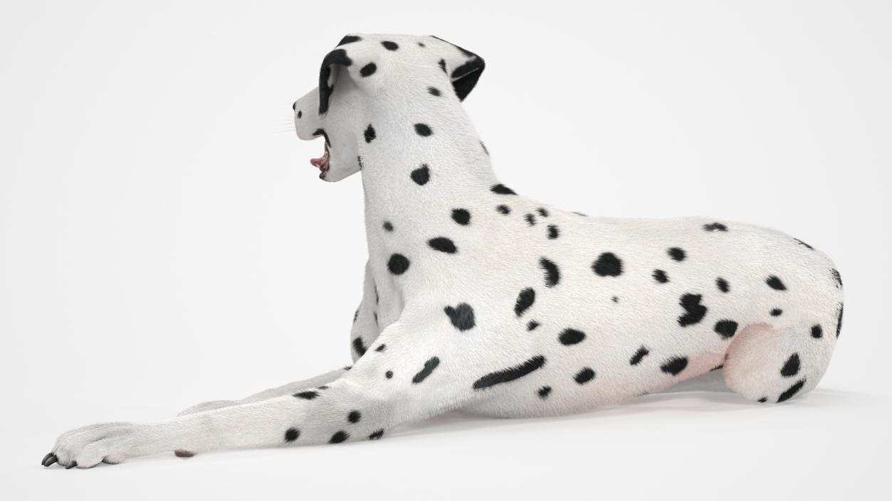 3D model Lying Dalmatian Dog Fur 2