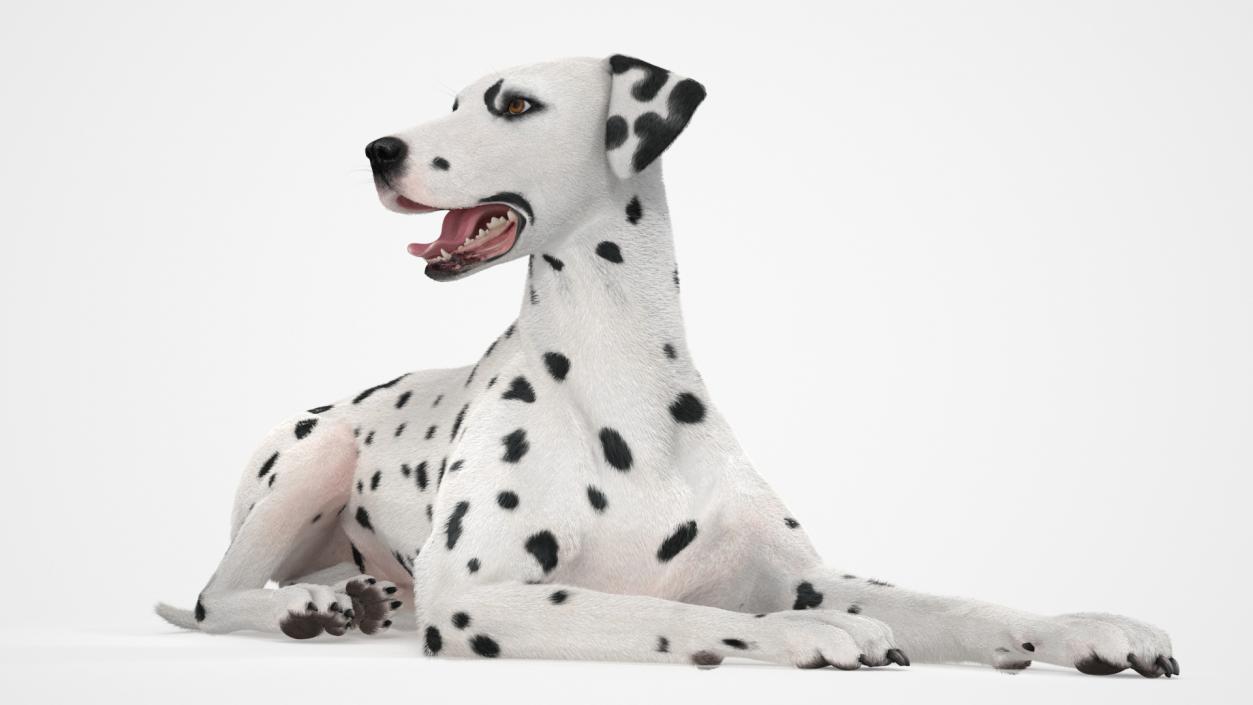 3D model Lying Dalmatian Dog Fur 2