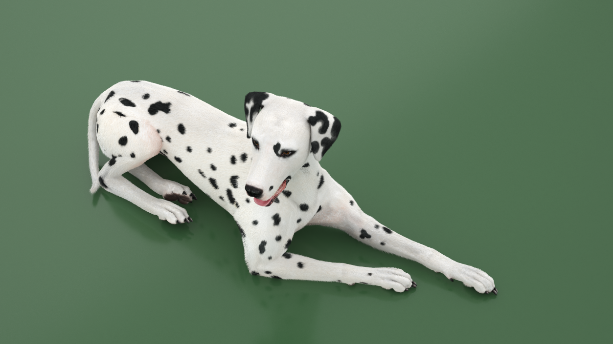 3D model Lying Dalmatian Dog Fur 2