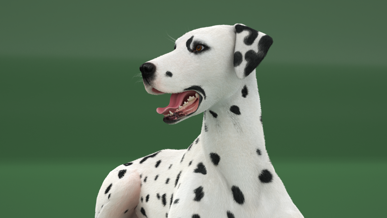 3D model Lying Dalmatian Dog Fur 2