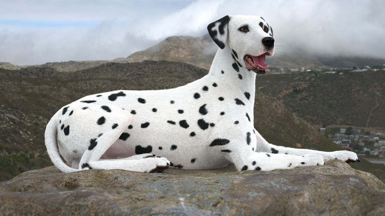 3D model Lying Dalmatian Dog Fur 2