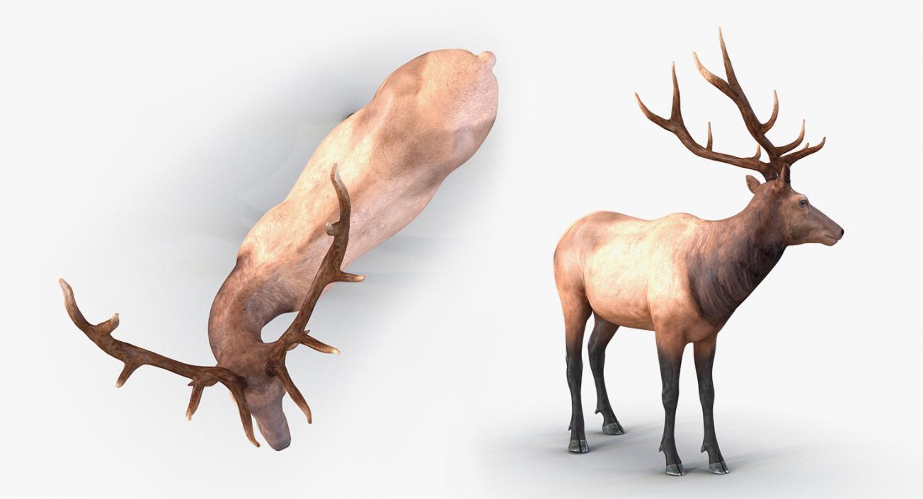 Santa Claus and Sleigh With Elk Collection 3D