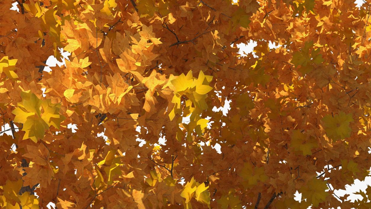 Autumn Yellow Poplar Tree 2 3D