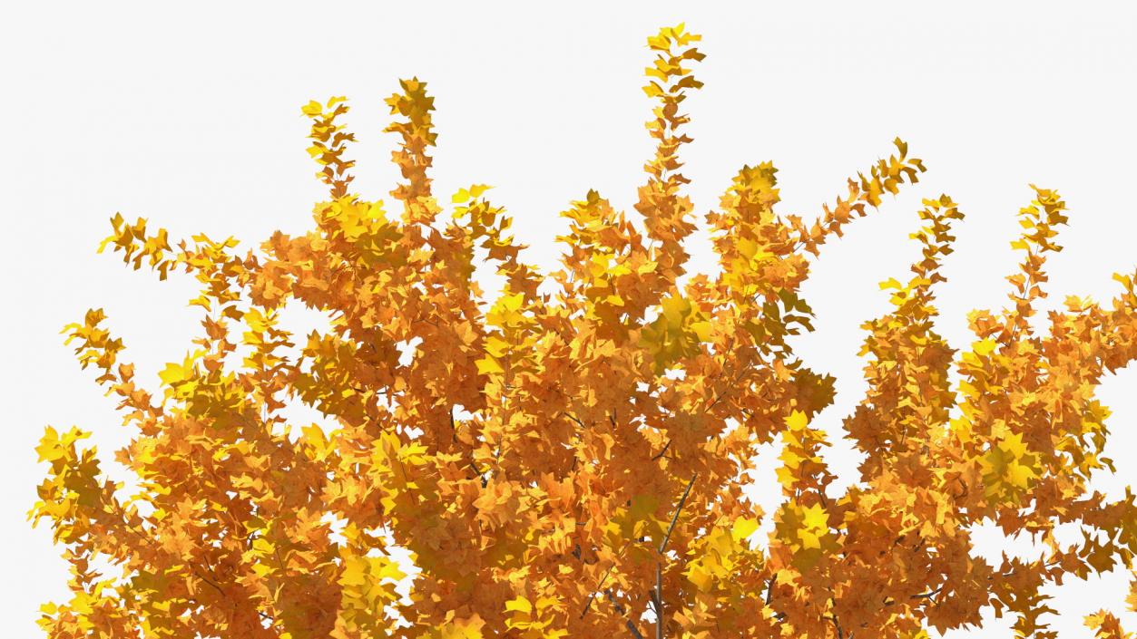 Autumn Yellow Poplar Tree 2 3D