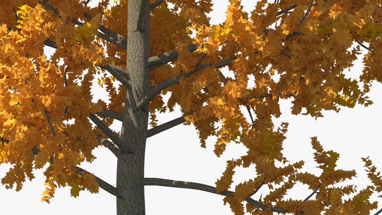 Autumn Yellow Poplar Tree 2 3D