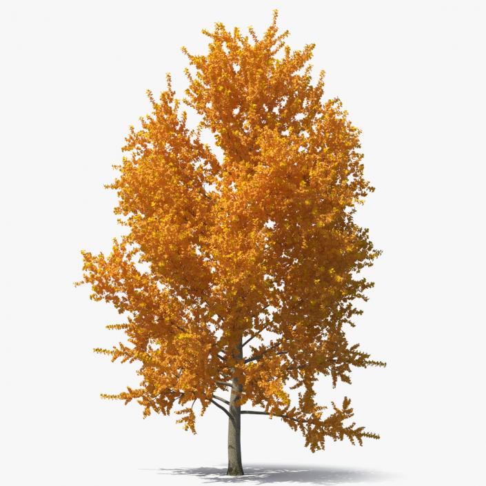 Autumn Yellow Poplar Tree 2 3D