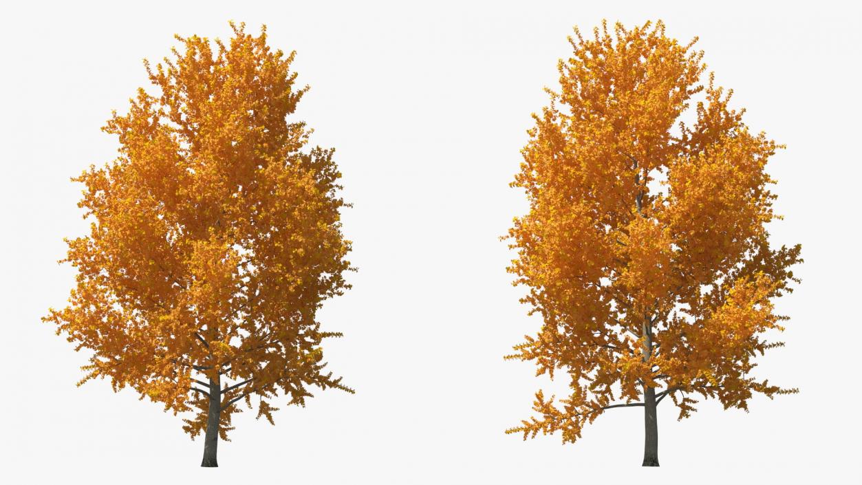 Autumn Yellow Poplar Tree 2 3D