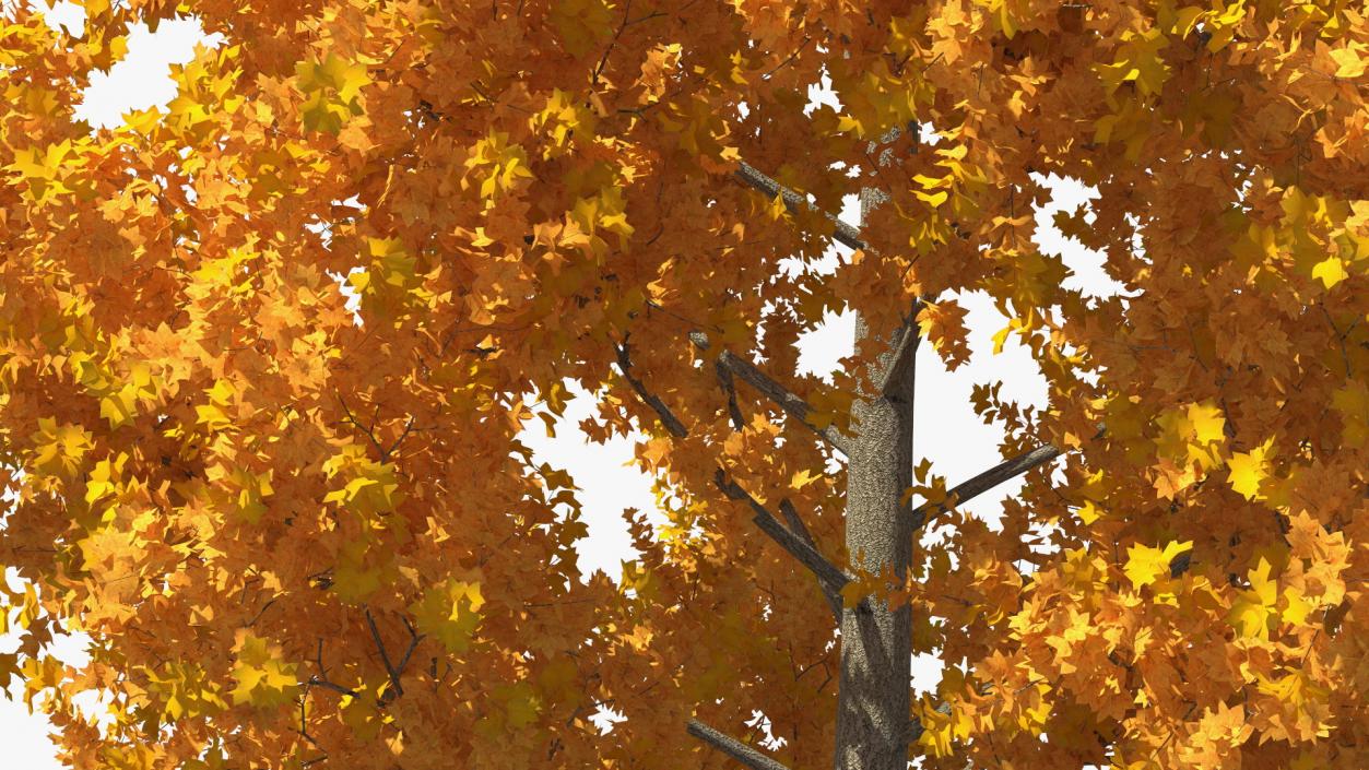 Autumn Yellow Poplar Tree 2 3D