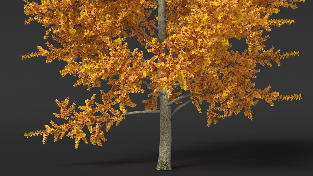 Autumn Yellow Poplar Tree 2 3D