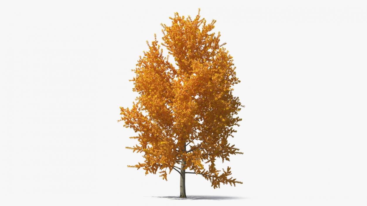 Autumn Yellow Poplar Tree 2 3D