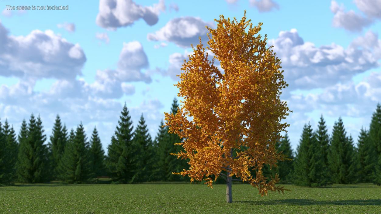 Autumn Yellow Poplar Tree 2 3D