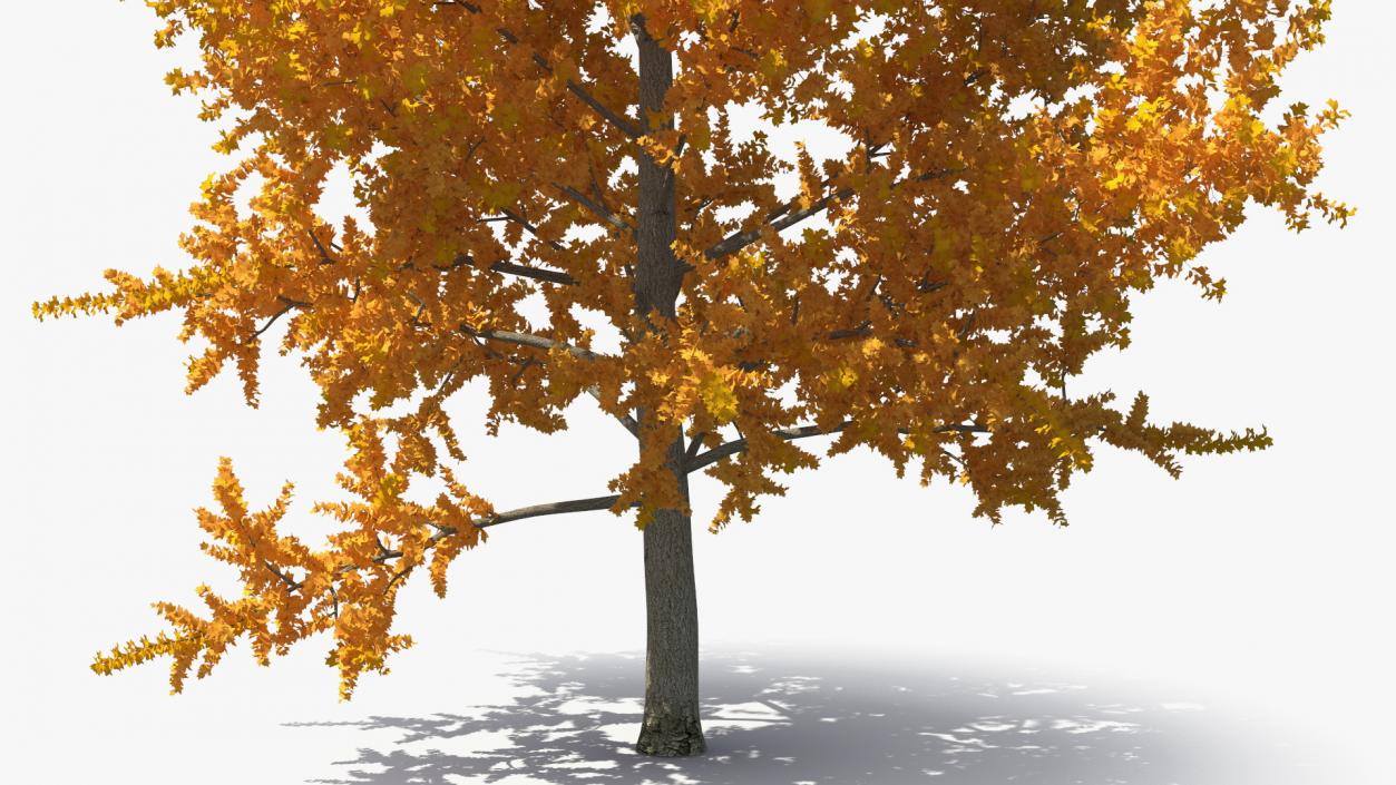 Autumn Yellow Poplar Tree 2 3D