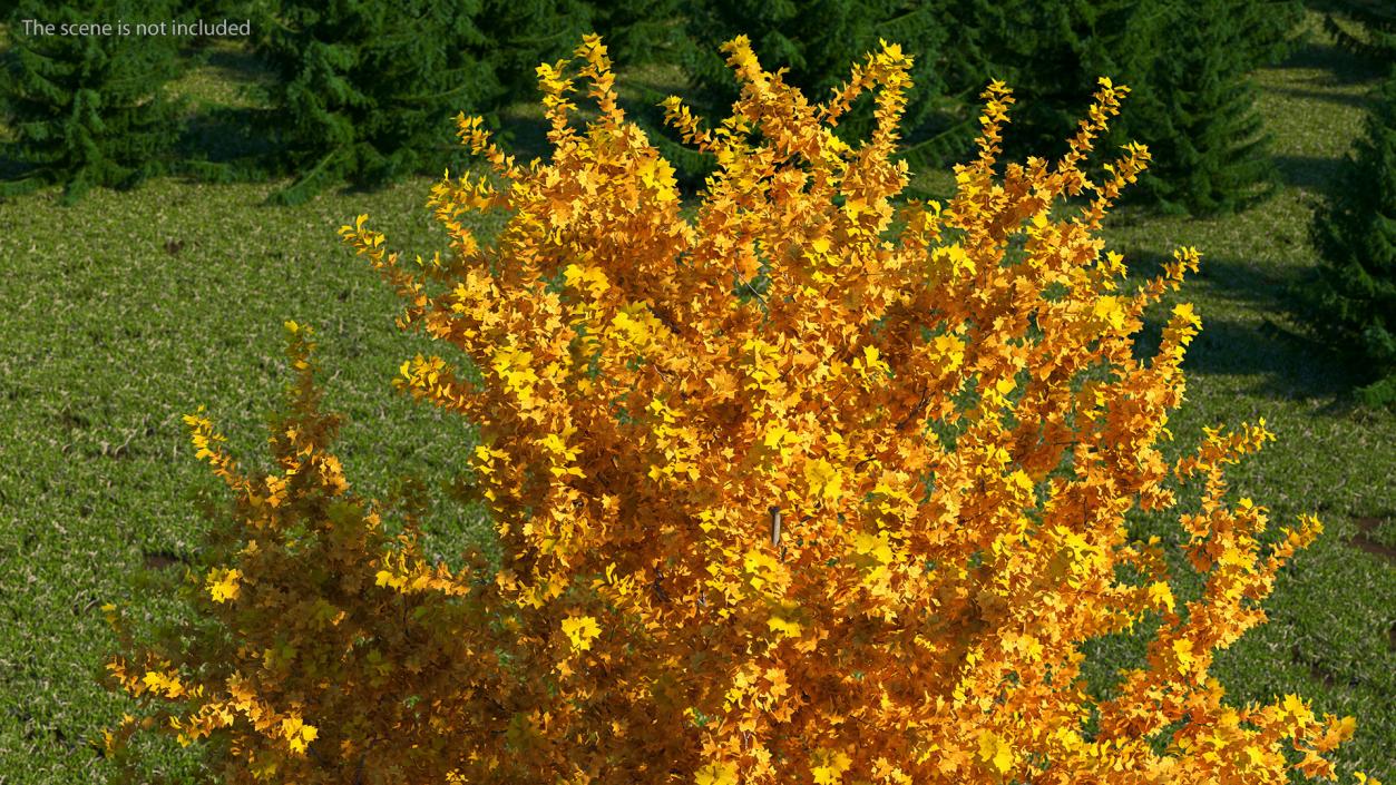 Autumn Yellow Poplar Tree 2 3D