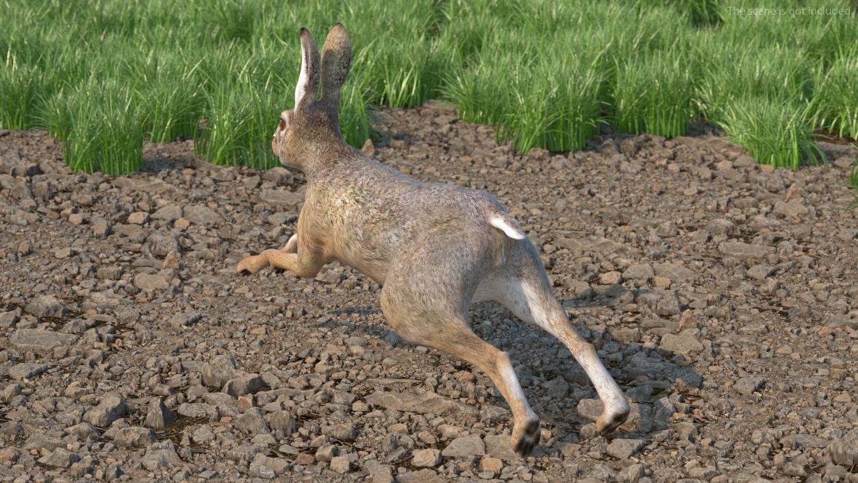 3D model Hare  Animated Rigged for Cinema 4D