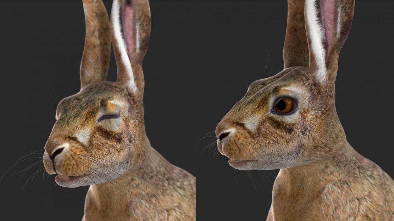 3D model Hare  Animated Rigged for Cinema 4D