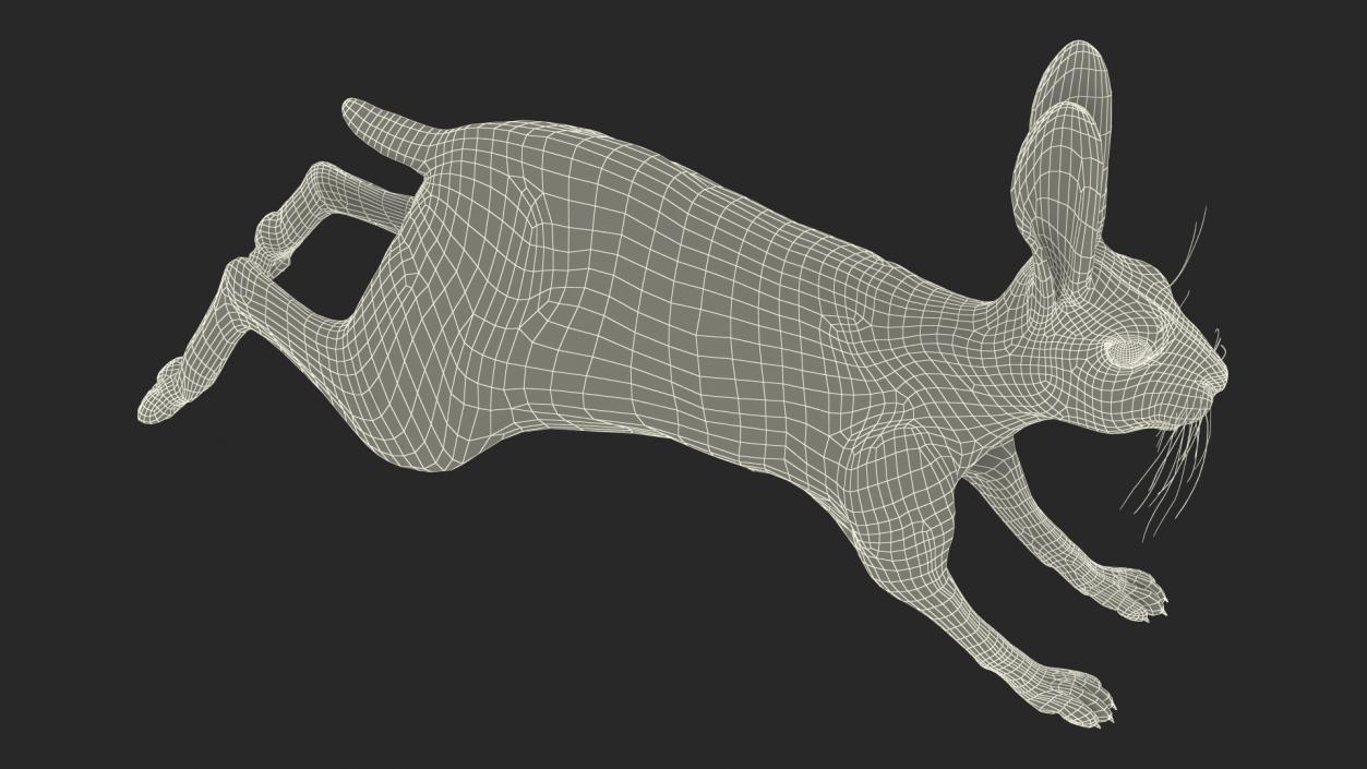 3D model Hare  Animated Rigged for Cinema 4D