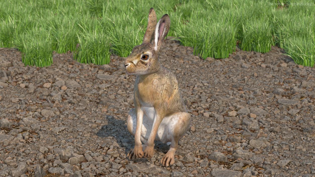 3D model Hare  Animated Rigged for Cinema 4D