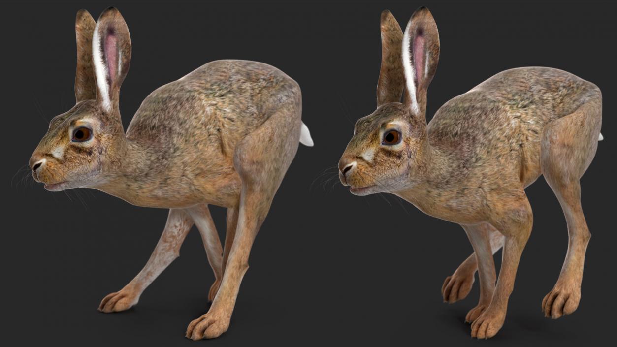 3D model Hare  Animated Rigged for Cinema 4D